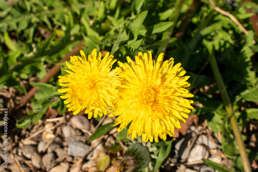 Danelion, blooming between a walkway with pebbles and a wild meadow, on a sunshiny spring day. Danelion, blooming between a walkway with pebbles and a wild meadow, on a sunshiny spring day.