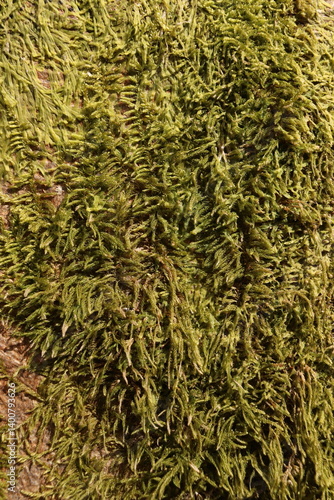 Mossy Tree Bark Natural Texture Background Green Foliage