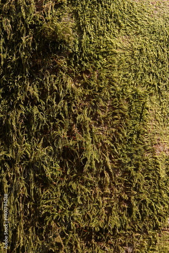 Mossy Tree Bark Natural Texture Background Green Foliage