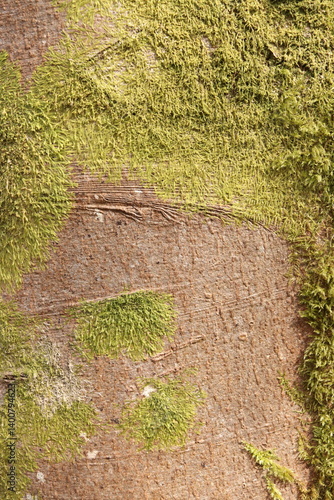 Mossy Tree Bark Natural Texture Background Green Foliage