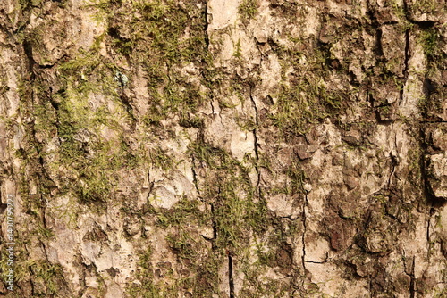 Mossy Tree Bark Natural Texture Background Green Foliage
