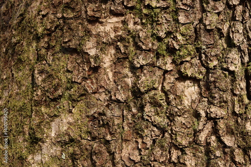 Mossy Tree Bark Natural Texture Background Green Foliage