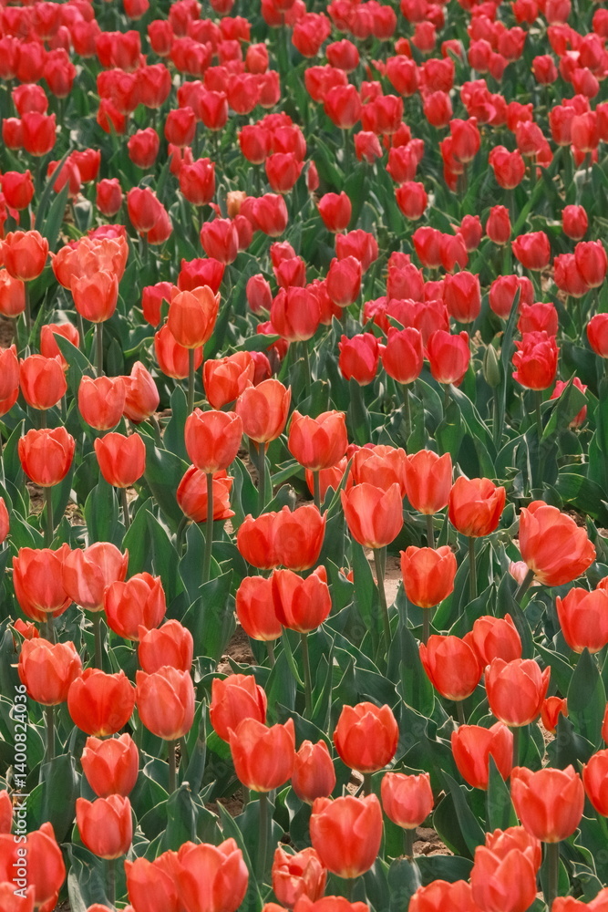 Fototapeta premium The beautiful tulips in spring