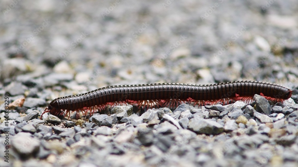 Millipede on gravel: An intimate, macro shot captures a millipede gracefully traversing a bed of gravel, showcasing its segmented body and myriad legs in fine detail. Millipede on gravel: An intimate, macro shot captures a millipede gracefully traversing a bed of gravel, showcasing its segmented body and myriad legs in fine detail.