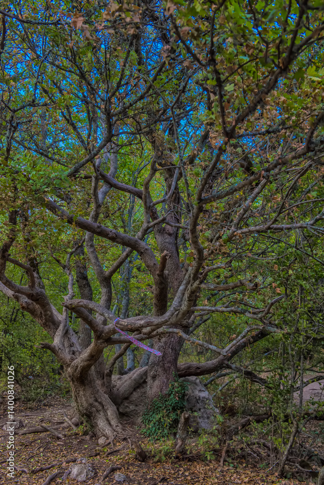 Fototapeta premium An unusual spreading tree in the Crimean forest with a powerful curved trunk and winding branches, embracing a stone at the base. 