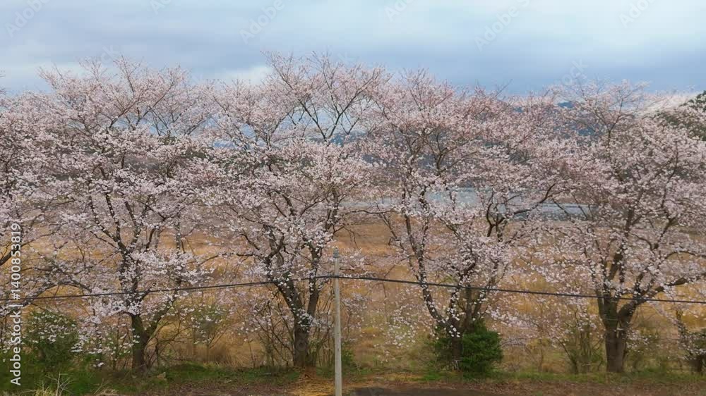 Beautiful spring scenery video of Korea where branches of white cherry blossom trees in full bloom under the blue sky are scattered in the spring breeze Beautiful spring scenery video of Korea where branches of white cherry blossom trees in full bloom under the blue sky are scattered in the spring breeze