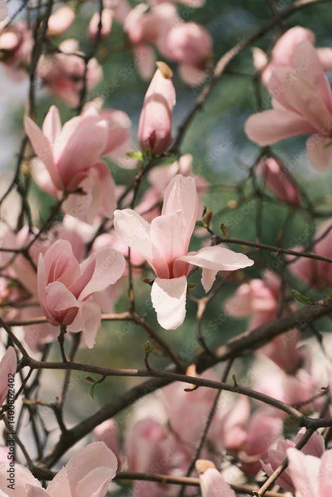 The magnolias are in full bloom The magnolias are in full bloom