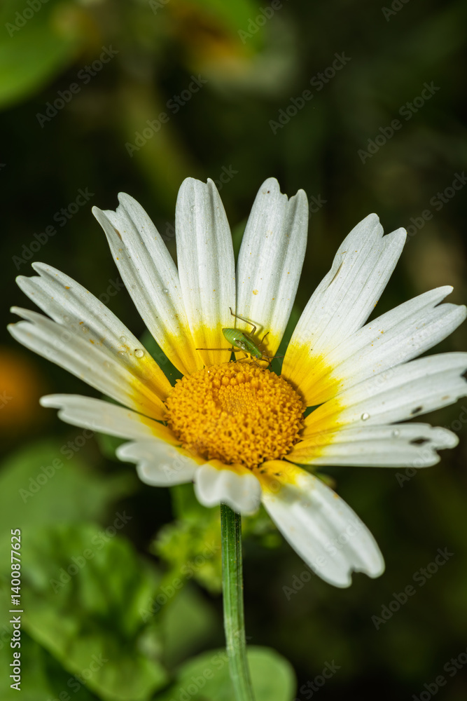 Small green grasshopper standing on a white and yellow daisy flower