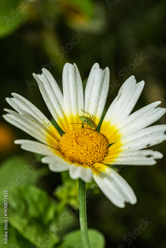 Obraz na płótnie Small green grasshopper standing on a white and yellow daisy flower w salonie