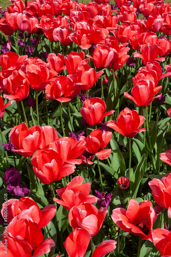 Field of tulips, mass of bright red flowers in full bloom, closeup of colorful fresh spring growth as a nature background Field of tulips, mass of bright red flowers in full bloom, closeup of colorful fresh spring growth as a nature background