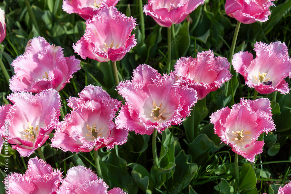 Beautiful pink and white blooming tulips on a large flowerbed in the city garden or flower farm field in springtime. Spring flower background. Beautiful pink and white blooming tulips on a large flowerbed in the city garden or flower farm field in springtime. Spring flower background.
