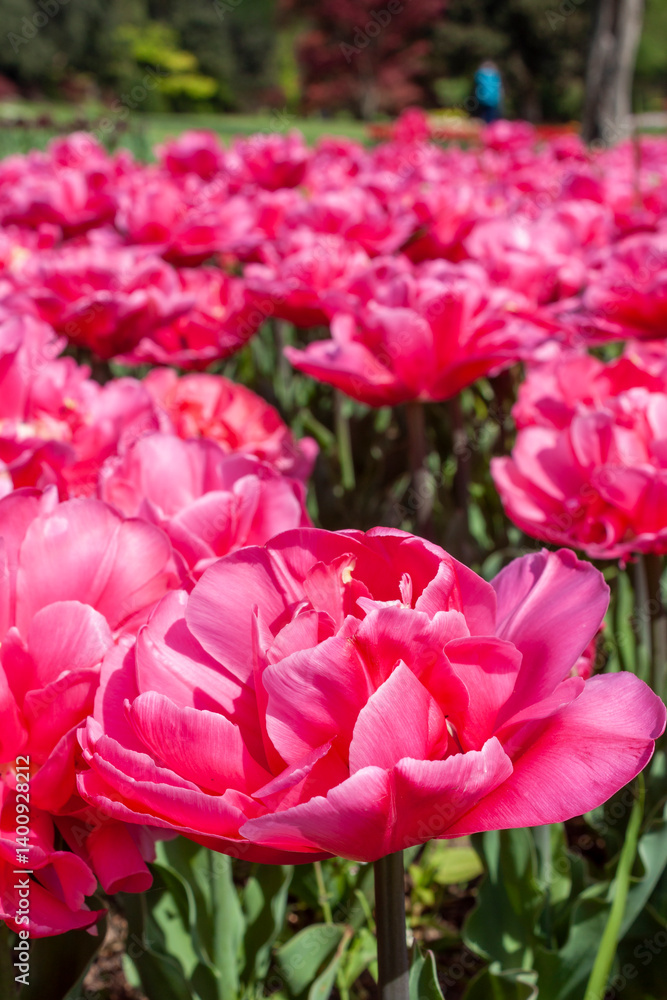 Obraz premium Cheerful field of bright pink and fucsia variegated double tulips as a nature background