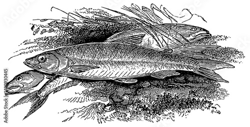 Fishing Vintage Vector Illustration