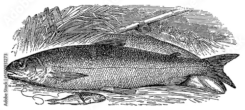 Fishing Vintage Vector Illustration