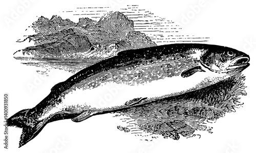 Fishing Vintage Vector Illustration