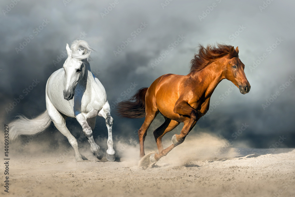 Fototapeta premium Couple horse run