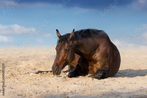Bay horse lay on sand