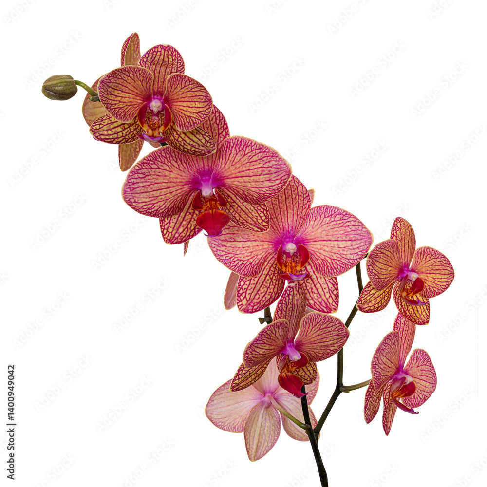 Orchid flower without background.