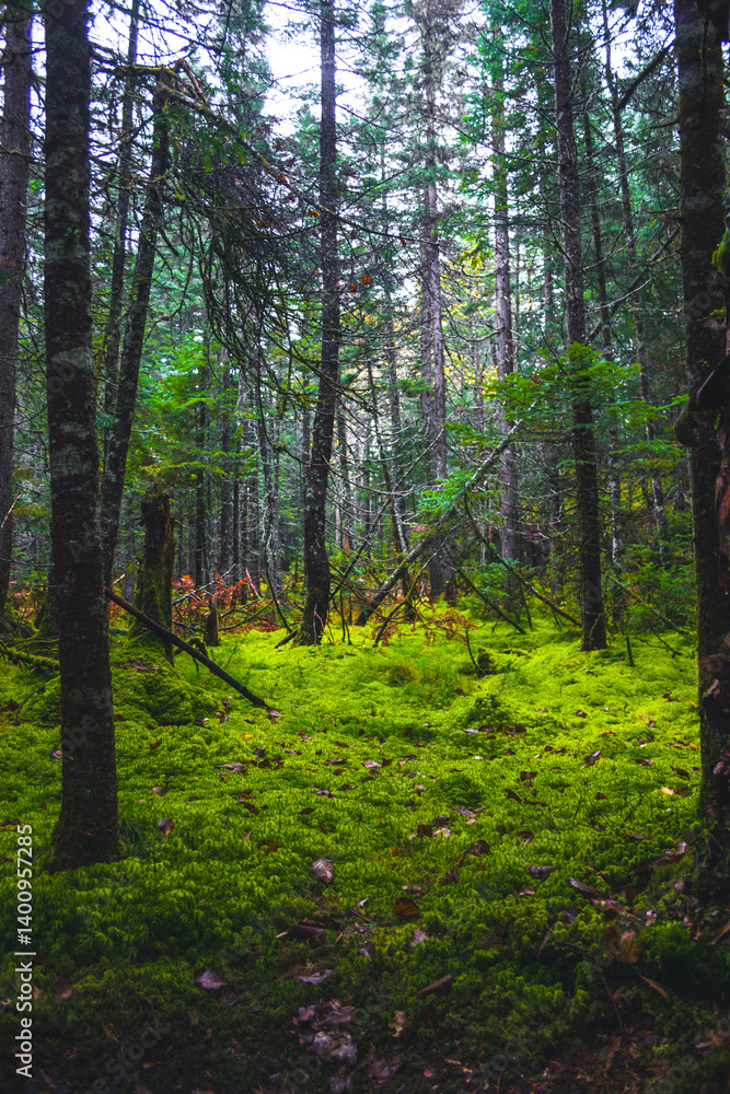 Fototapeta premium Autumn colors in Quebec