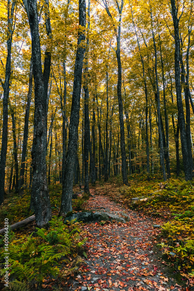 Fototapeta premium Autumn colors in Quebec