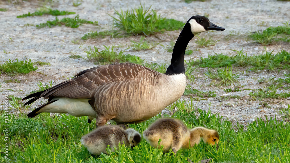 Canada Goose’s family feeding in a grassland Canada Goose’s family feeding in a grassland