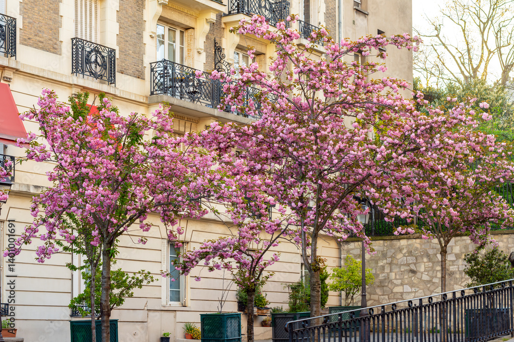 Blooming sakura in spring in Montmartre, Paris, France