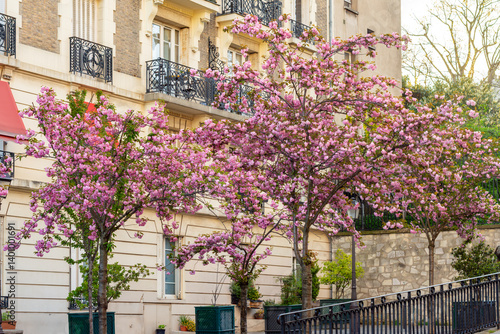 Obraz na płótnie Blooming sakura in spring in Montmartre, Paris, France w salonie