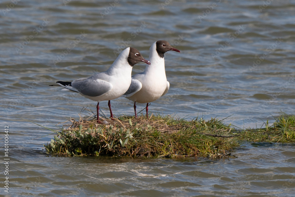 Mouette rieuse, nid,.Chroicocephalus ridibundus, Black headed Gull