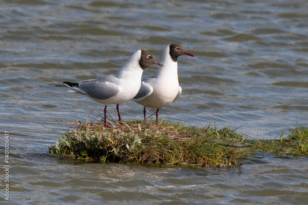 Mouette rieuse, nid,.Chroicocephalus ridibundus, Black headed Gull