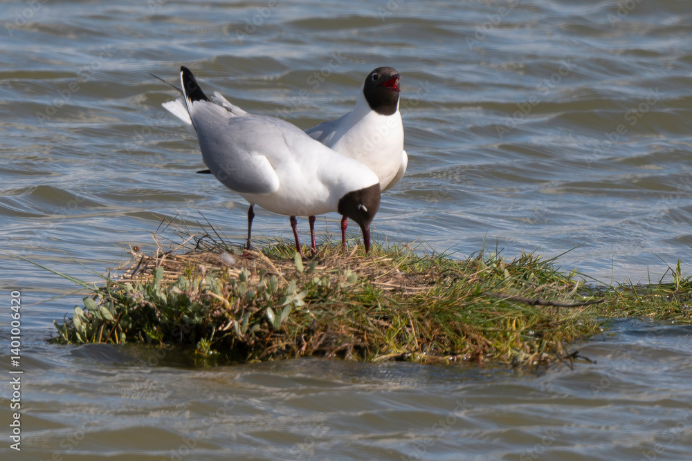 Mouette rieuse, nid,.Chroicocephalus ridibundus, Black headed Gull