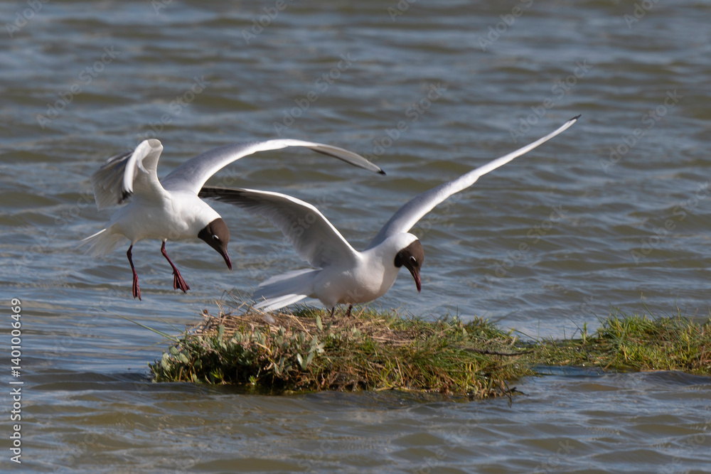 Mouette rieuse, nid,.Chroicocephalus ridibundus, Black headed Gull
