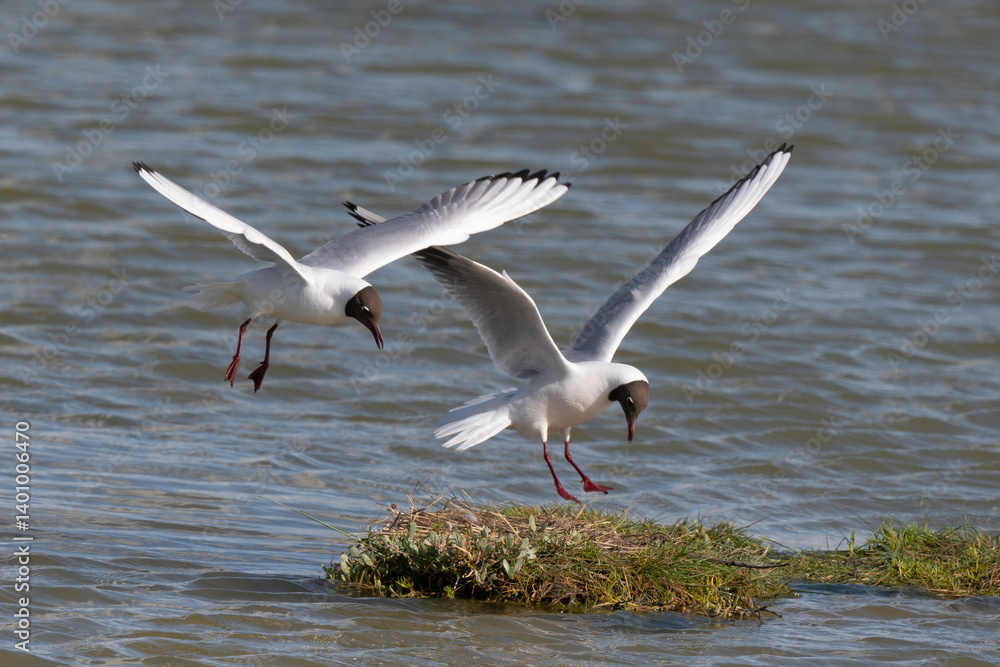 Mouette rieuse, nid,.Chroicocephalus ridibundus, Black headed Gull