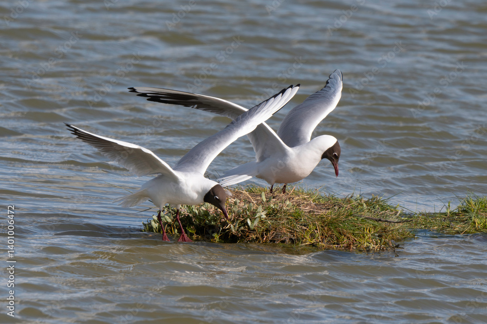 Mouette rieuse, nid,.Chroicocephalus ridibundus, Black headed Gull
