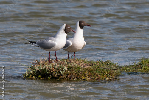 Obraz na płótnie Mouette rieuse, nid,.Chroicocephalus ridibundus, Black headed Gull w salonie