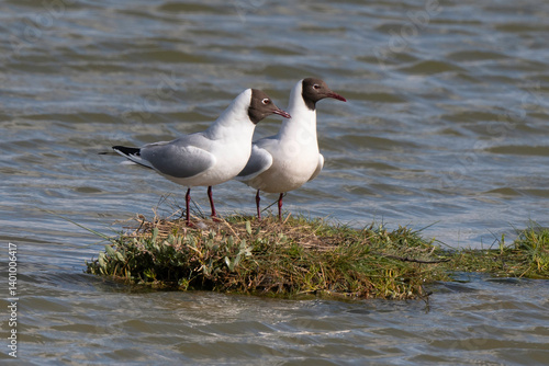 Obraz na płótnie Mouette rieuse, nid,.Chroicocephalus ridibundus, Black headed Gull w salonie