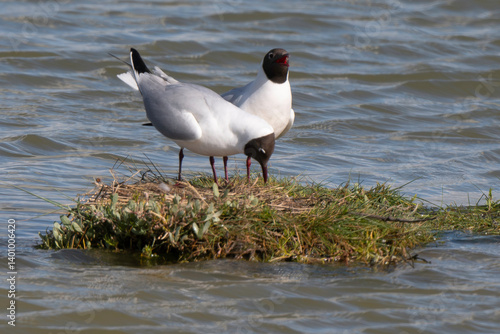 Obraz na płótnie Mouette rieuse, nid,.Chroicocephalus ridibundus, Black headed Gull w salonie