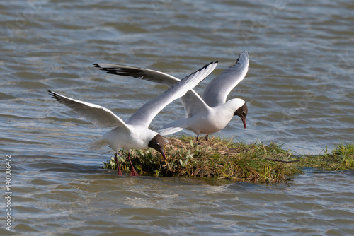 Obraz na płótnie Mouette rieuse, nid,.Chroicocephalus ridibundus, Black headed Gull w salonie