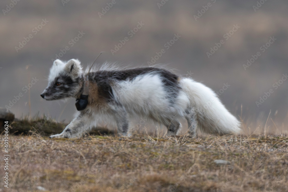 Naklejka premium Renard polaire, Vulpes lagopus, Spitzberg, Svalbard, Norvège