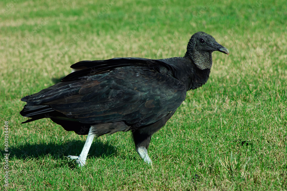 Fototapeta premium black vulture walking in a field
