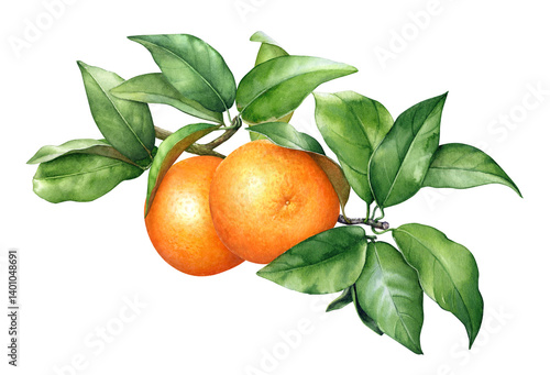 Watercolor botanical realistic illustration of the orange tree branch with orange fruits and green leaves