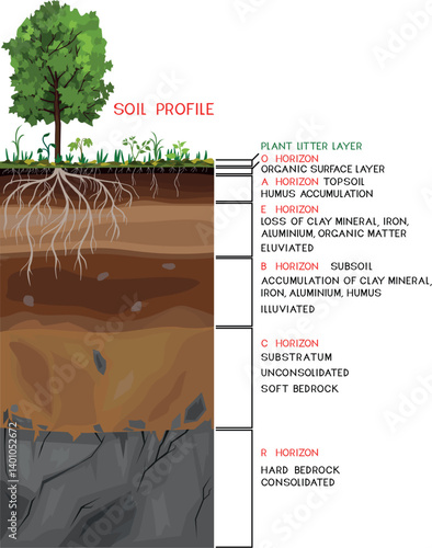 Soil profile. Scheme of a cross section of a soil, revealing horizons with titles