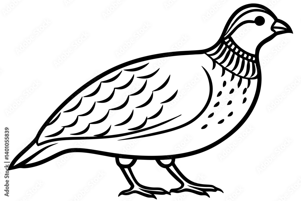 Fototapeta premium Quail Silhouette Line Art