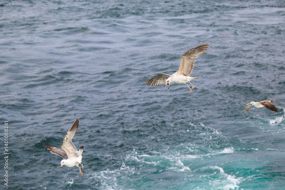 Naklejka premium Seagulls looking for fish in the water