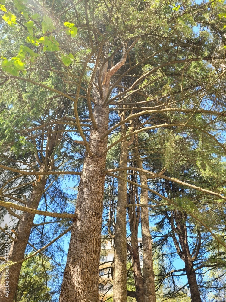 Fototapeta premium trees in the forest on a sunny day 