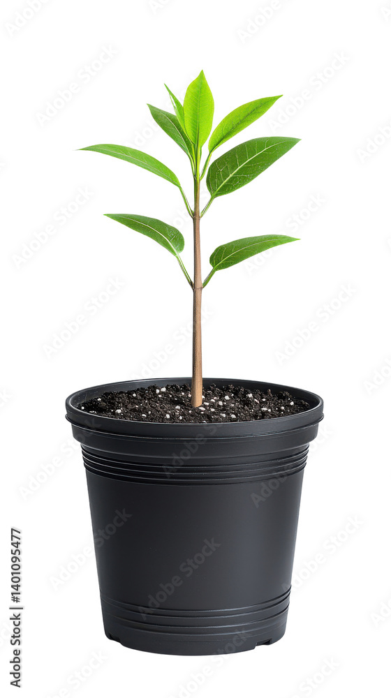 Fototapeta premium Green Plant in Black Pot Growing in Soil with Bright Leaves