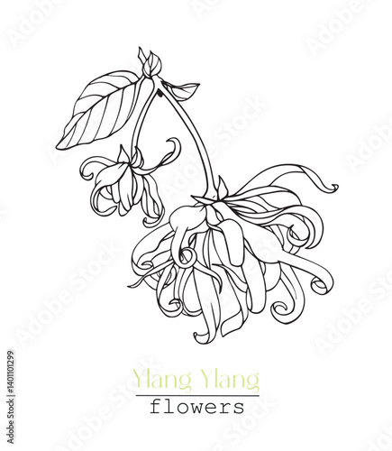 Line art Ylang Ylang flower. Hand drawn sketch, black and white graphics element. Vector botanical illustration for design logo, cosmetic, perfumery, package, branding. Medicinal plant