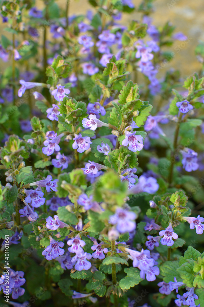 Glechoma hederacea blooms in nature in spring Glechoma hederacea blooms in nature in spring