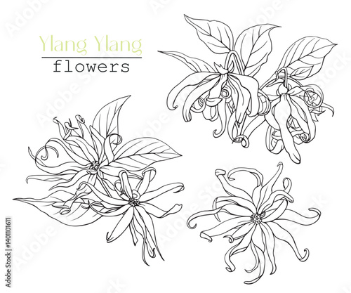 Set Ylang Ylang flowers bloom twigs. Line art Hand drawn sketch black white graphics elements Vector botanical illustration for design logo, cosmetic, perfumery, package, branding. Medicinal plant