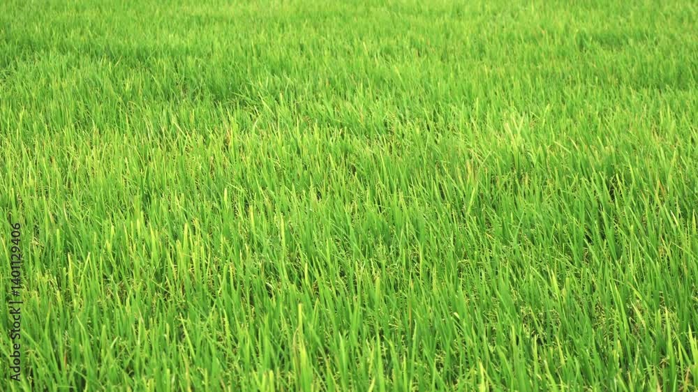 Green rice field growing in cultivated area on countryside Green rice field growing in cultivated area on countryside