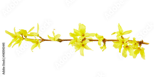 yellow forsythia branch twig isolated on white or transparent png